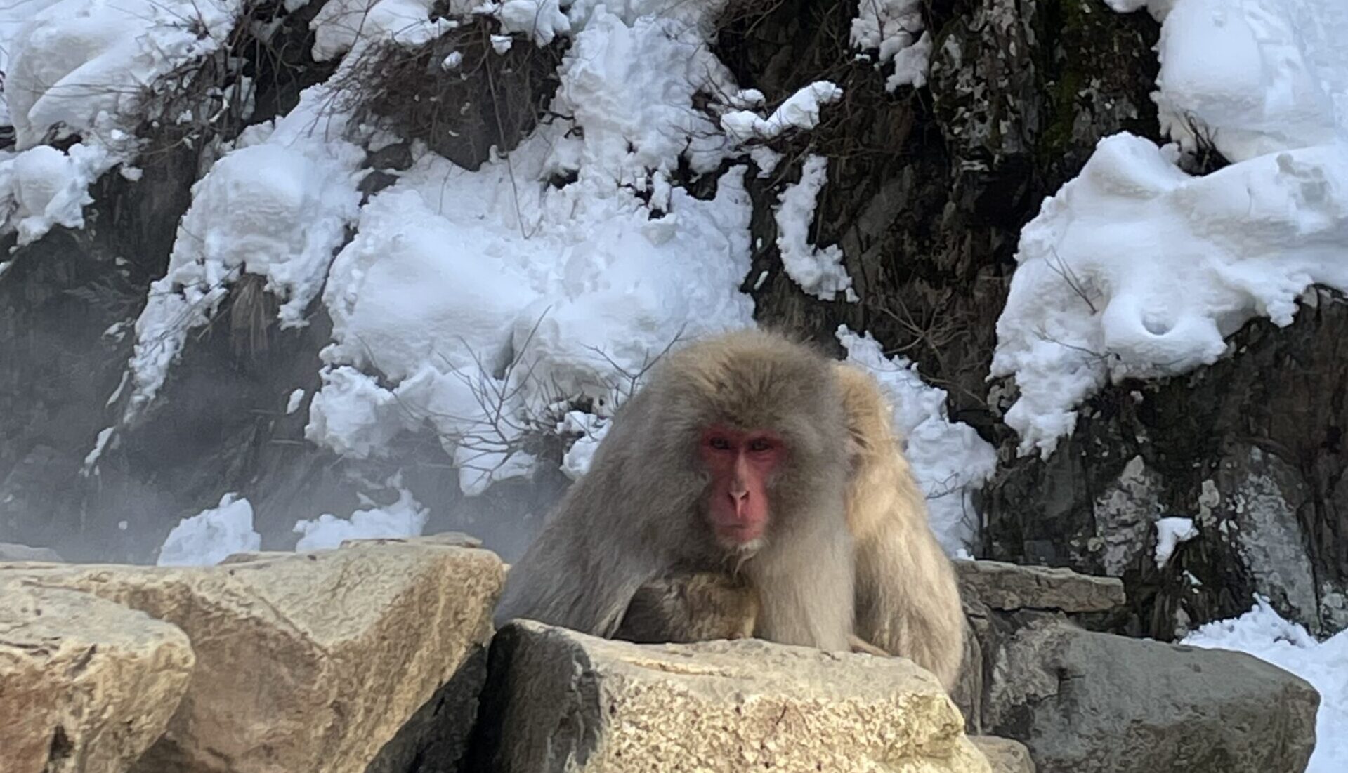 snow monkey temple